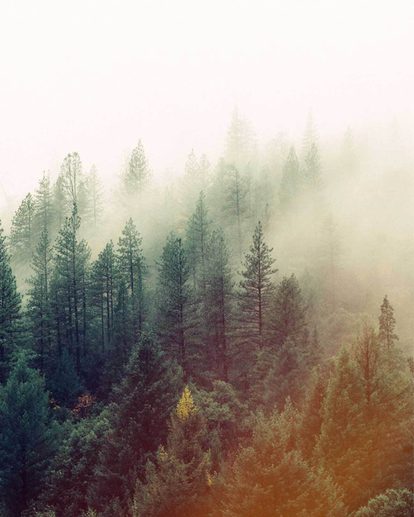 Tops of evergreen trees through the fog.