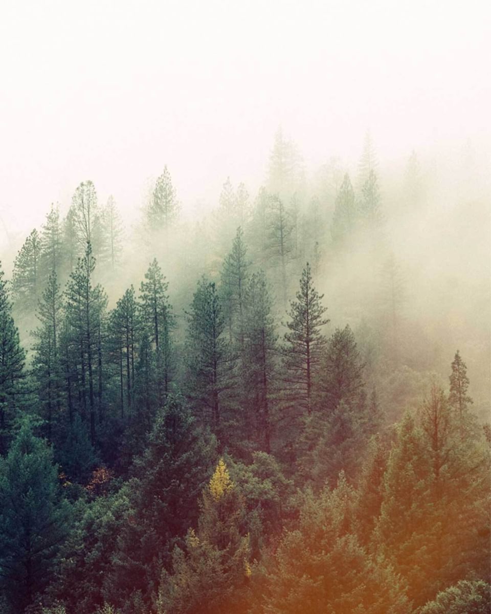 Tops of evergreen trees through the fog.